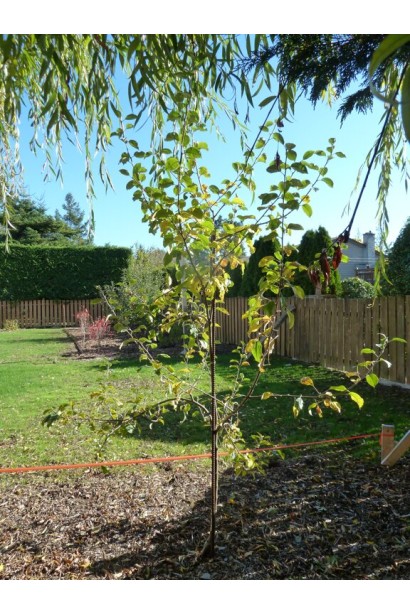 Яблуня домашня Мельба посадка